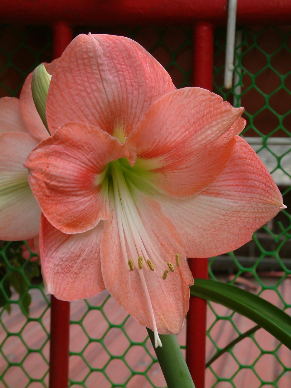 按此在新視窗瀏覽圖片