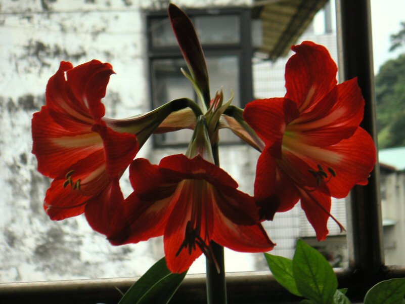 按此在新視窗瀏覽圖片