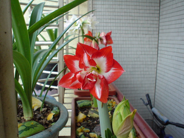 按此在新視窗瀏覽圖片