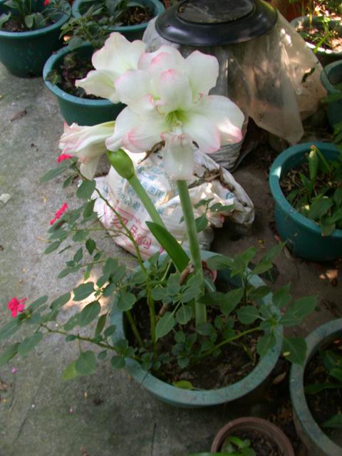 按此在新視窗瀏覽圖片