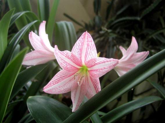 按此在新視窗瀏覽圖片