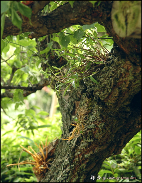 按此在新視窗瀏覽圖片