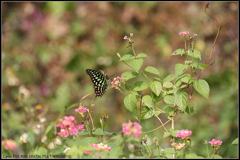 按此在新視窗瀏覽圖片