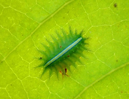 按此在新視窗瀏覽圖片