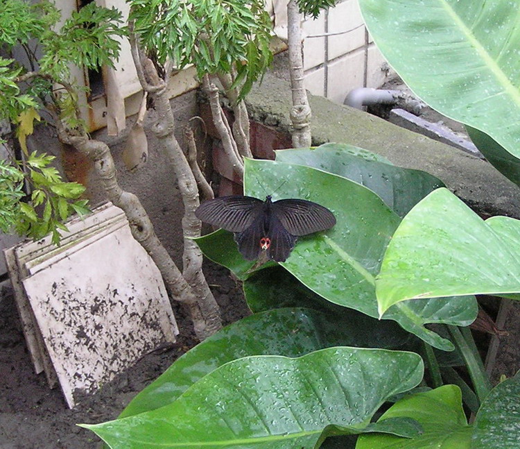 按此在新視窗瀏覽圖片