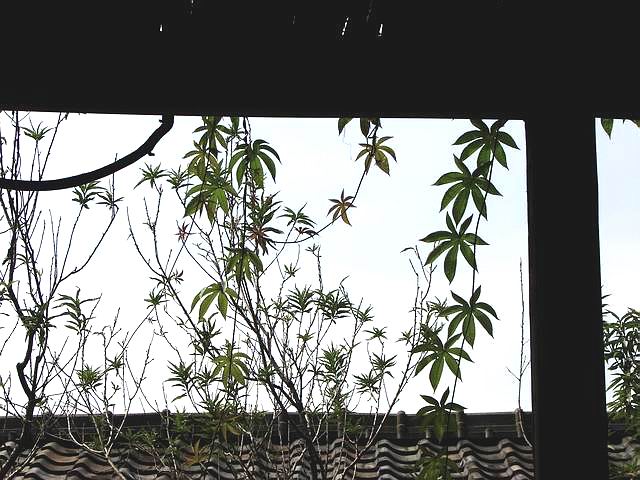 按此在新視窗瀏覽圖片