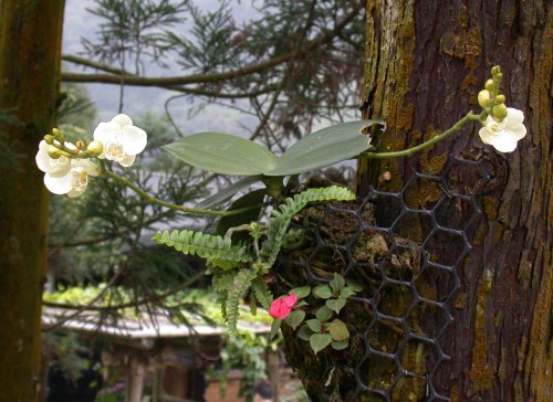 按此在新視窗瀏覽圖片