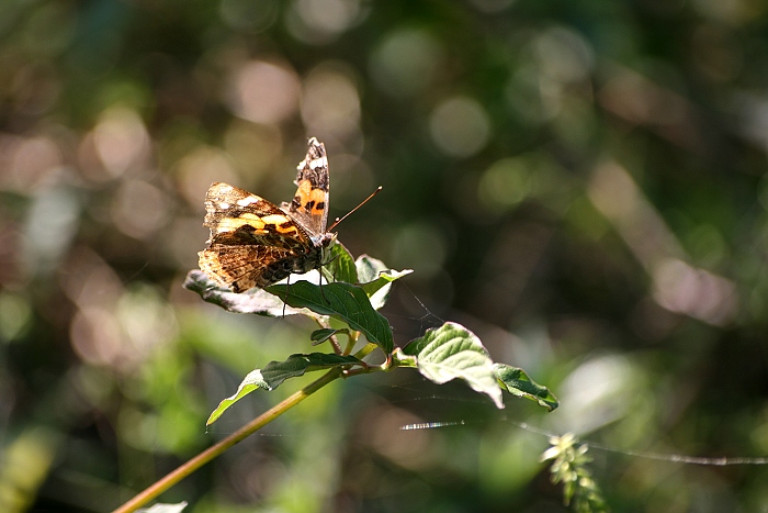 按此在新視窗瀏覽圖片