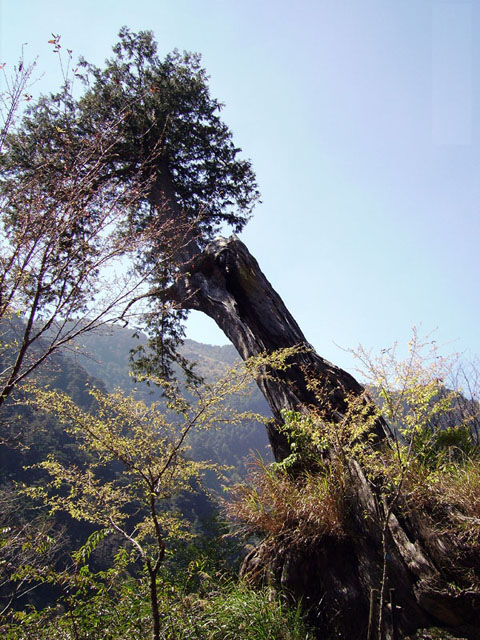 按此在新視窗瀏覽圖片