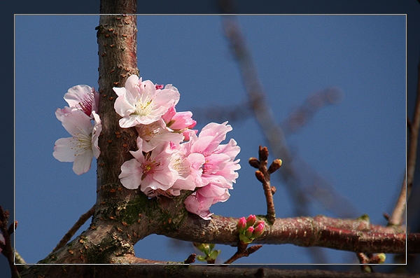按此在新視窗瀏覽圖片