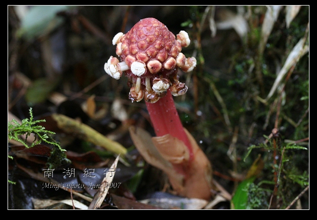 按此在新視窗瀏覽圖片