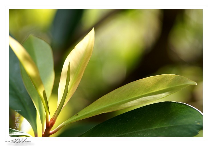 按此在新視窗瀏覽圖片