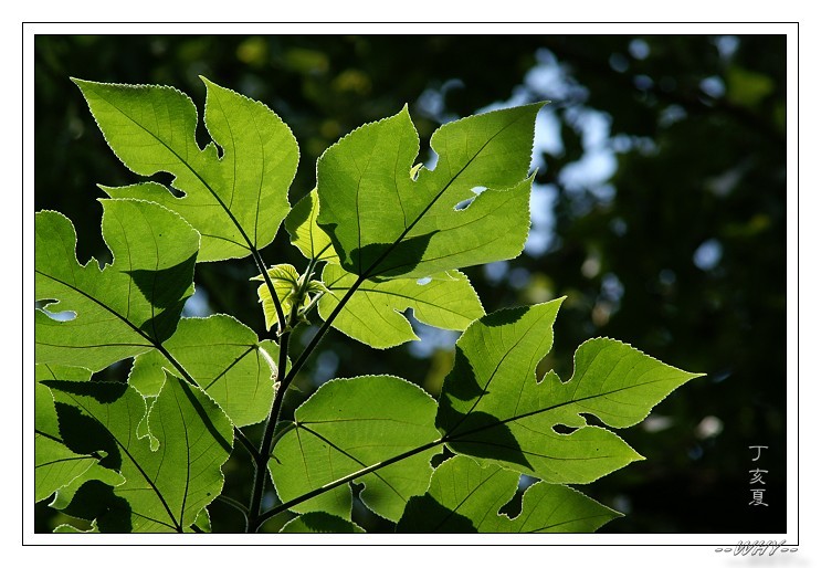 按此在新視窗瀏覽圖片