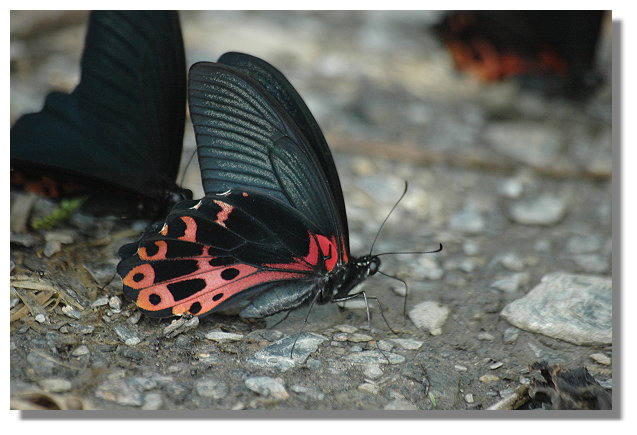 按此在新視窗瀏覽圖片