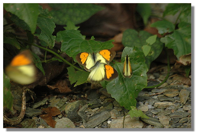 按此在新視窗瀏覽圖片