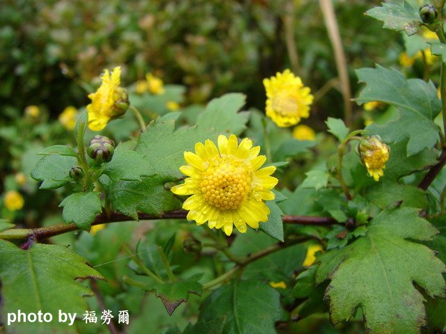 按此在新視窗瀏覽圖片