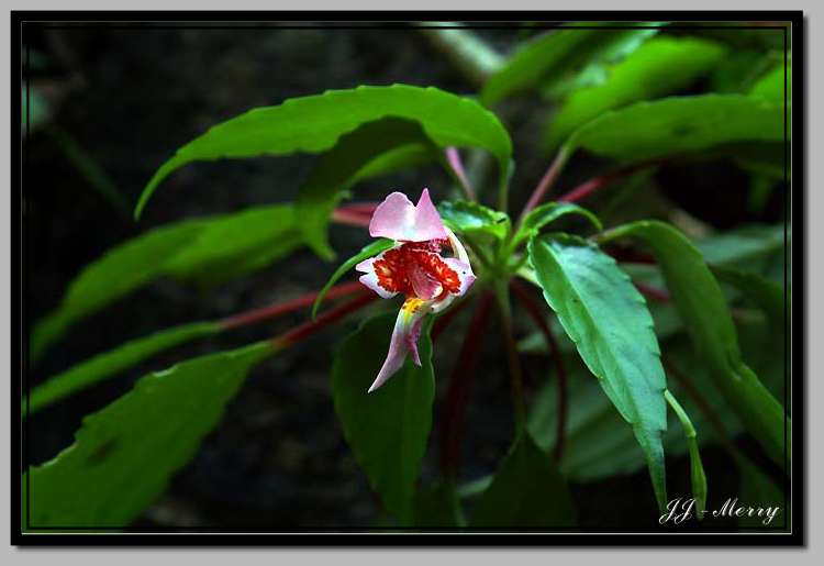 按此在新視窗瀏覽圖片