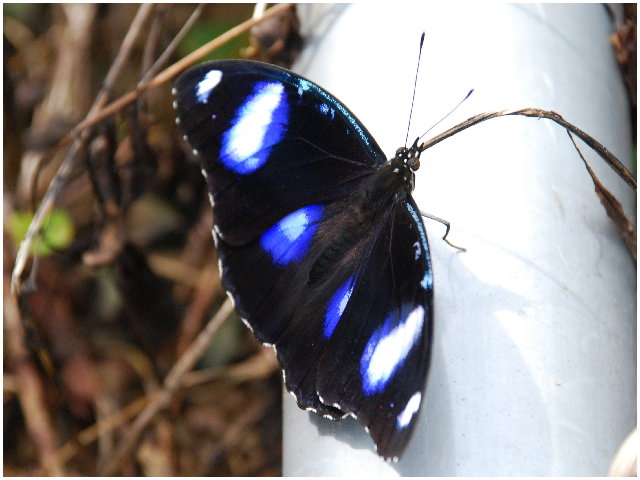 按此在新視窗瀏覽圖片