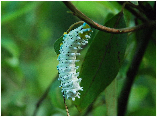 按此在新視窗瀏覽圖片