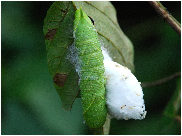 按此在新視窗瀏覽圖片