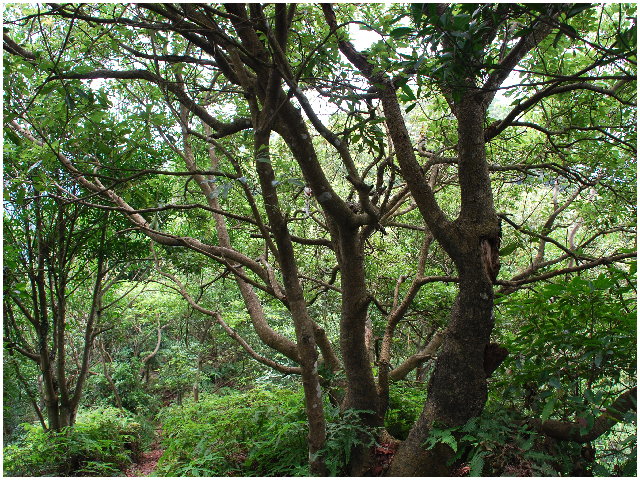 按此在新視窗瀏覽圖片