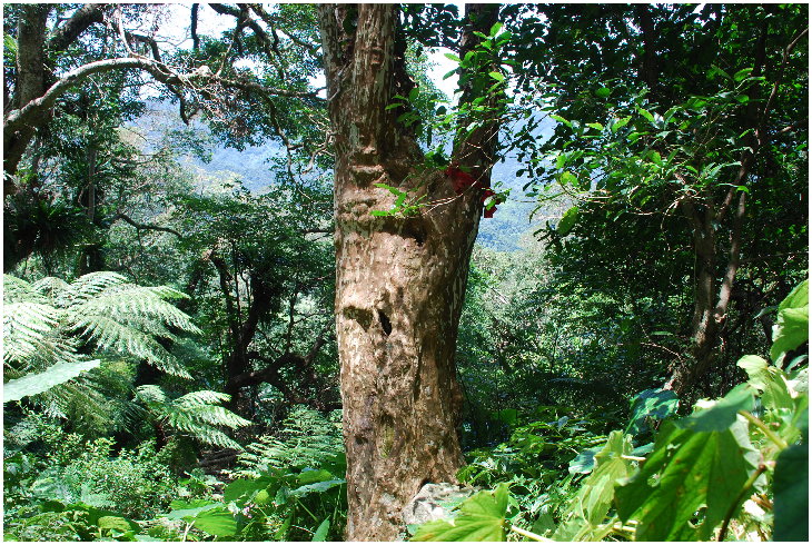 按此在新視窗瀏覽圖片