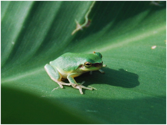 按此在新視窗瀏覽圖片