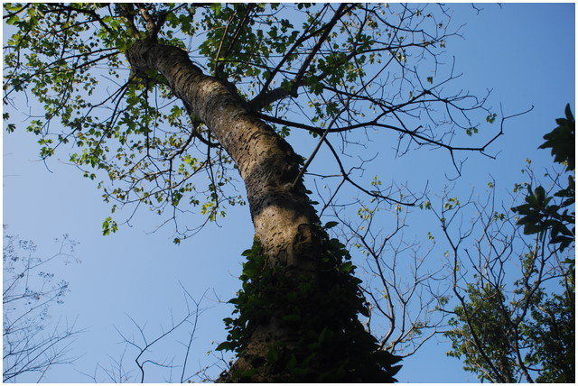 按此在新視窗瀏覽圖片