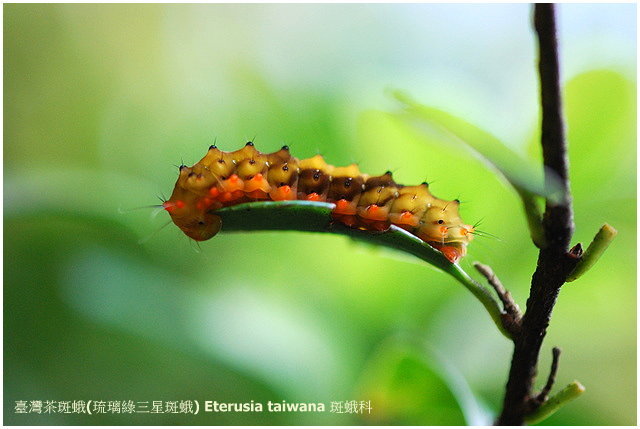 按此在新視窗瀏覽圖片
