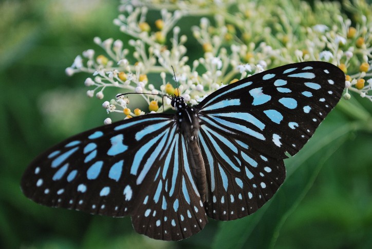 按此在新視窗瀏覽圖片