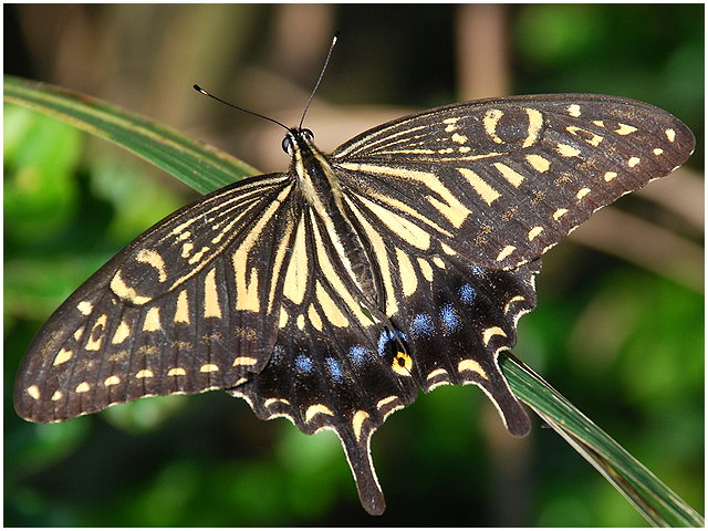 按此在新視窗瀏覽圖片