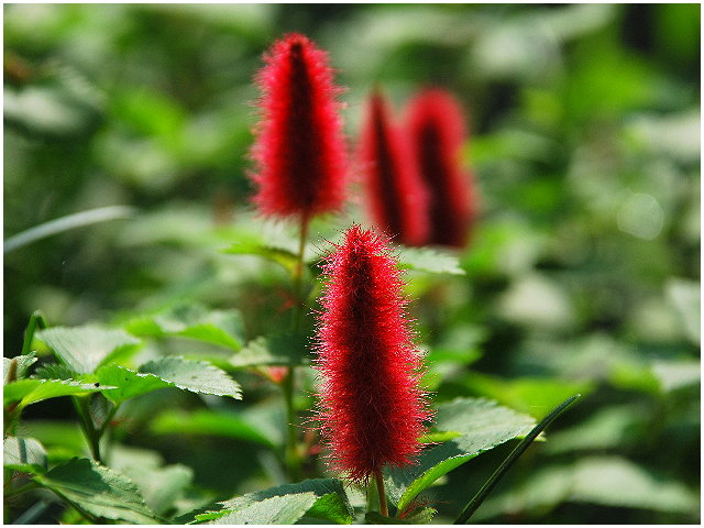 按此在新視窗瀏覽圖片