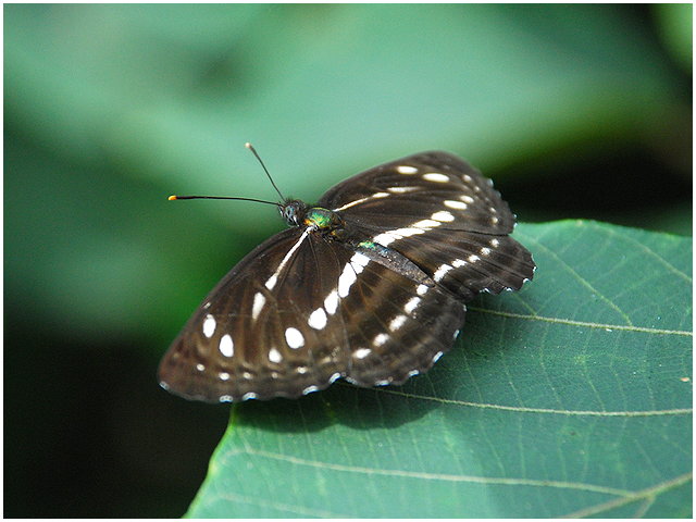 按此在新視窗瀏覽圖片