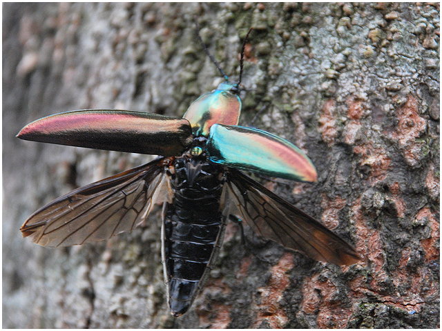 按此在新視窗瀏覽圖片