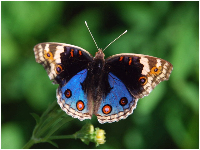 按此在新視窗瀏覽圖片