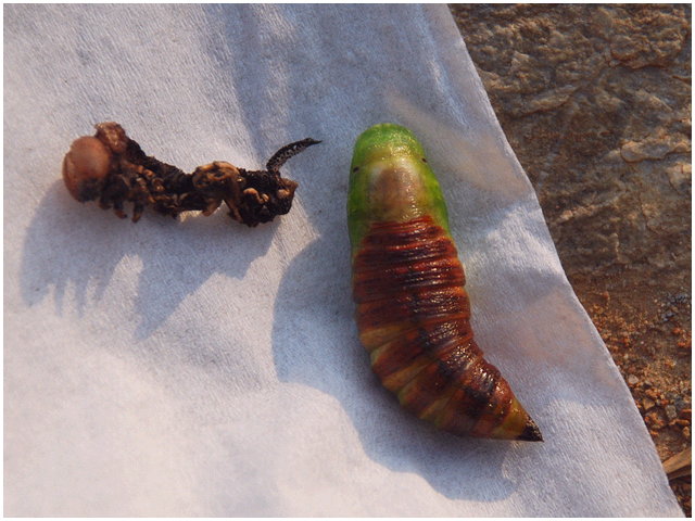 按此在新視窗瀏覽圖片