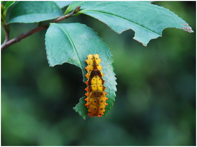 按此在新視窗瀏覽圖片