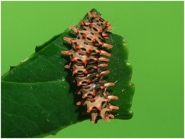 按此在新視窗瀏覽圖片