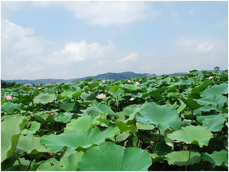按此在新視窗瀏覽圖片