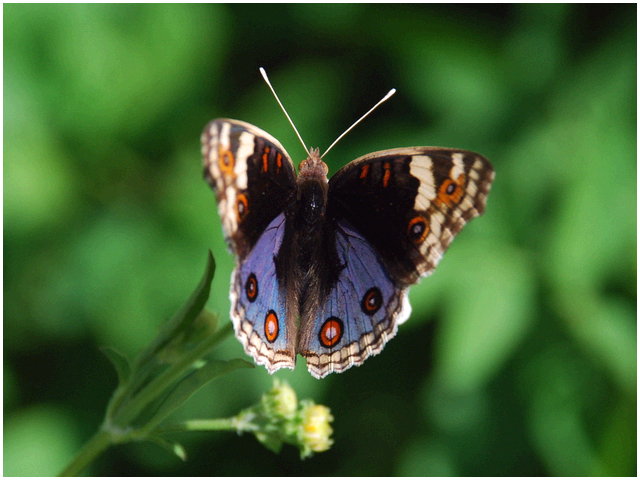 按此在新視窗瀏覽圖片