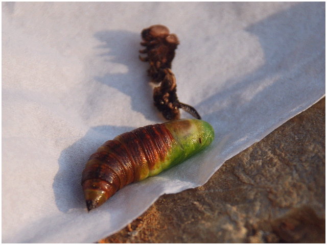 按此在新視窗瀏覽圖片