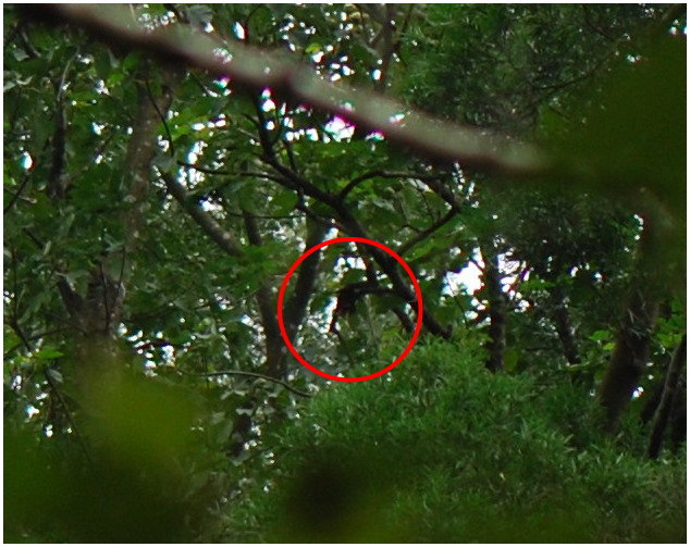 按此在新視窗瀏覽圖片