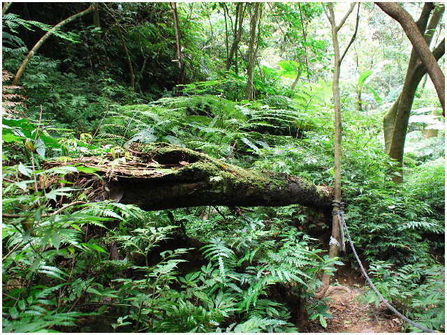 按此在新視窗瀏覽圖片