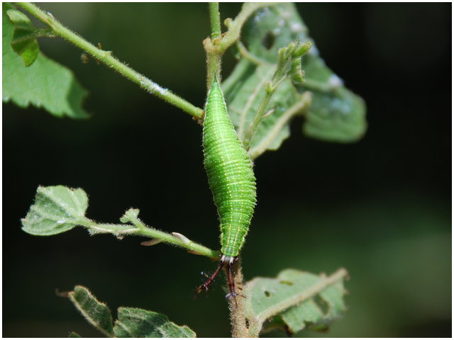 按此在新視窗瀏覽圖片