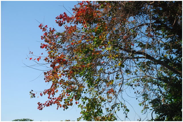 按此在新視窗瀏覽圖片