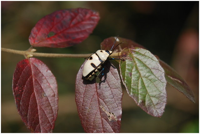 按此在新視窗瀏覽圖片