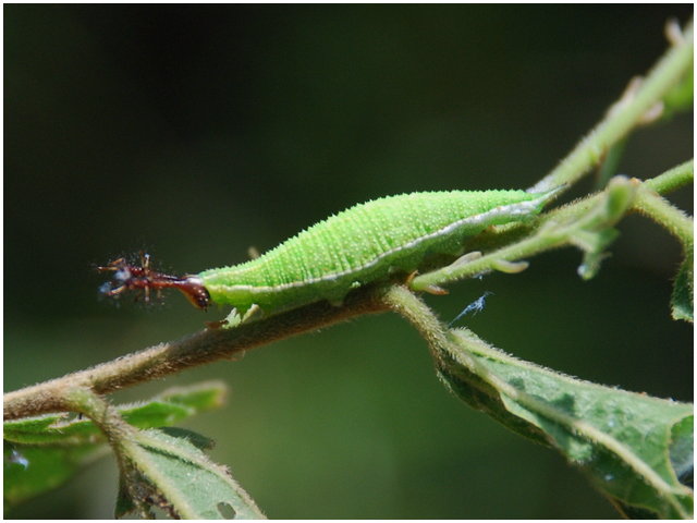 按此在新視窗瀏覽圖片