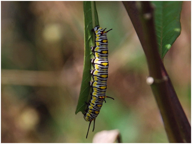 按此在新視窗瀏覽圖片