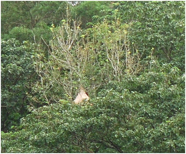 按此在新視窗瀏覽圖片