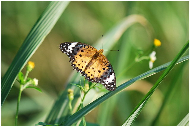 按此在新視窗瀏覽圖片